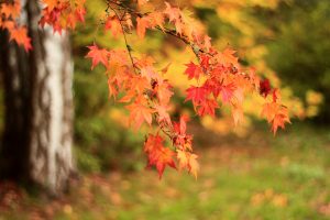 branche de feuilles oranges