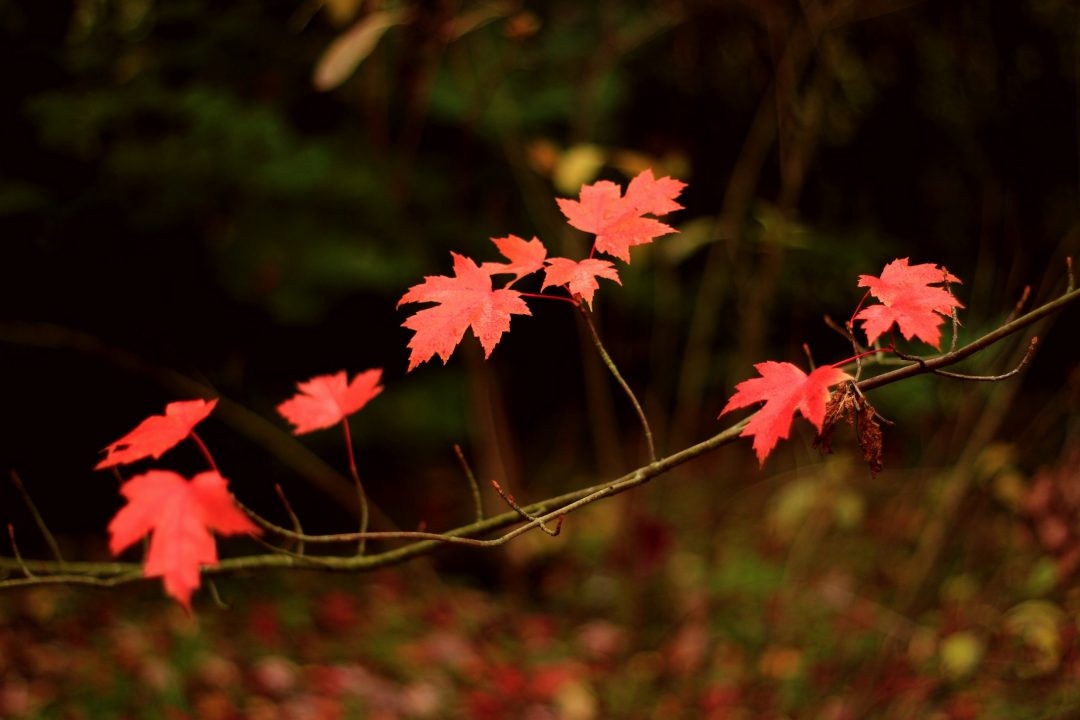 Branche de feuilles d'automne