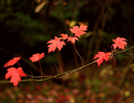 Branche de feuilles d'automne