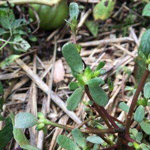 Tige de pourpier dans u carré potager
