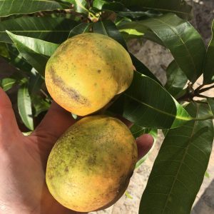 Mangues fruits